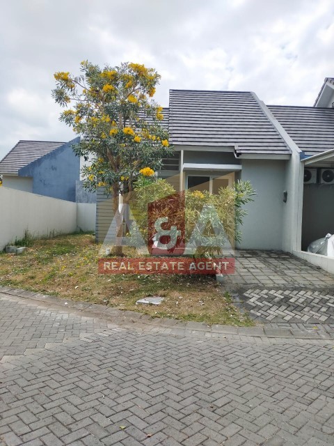 Palma Clasica - Image 1