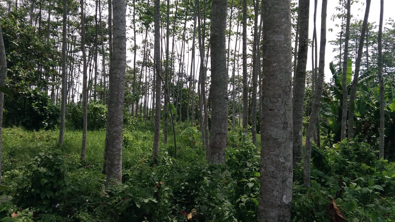 Dijual Tanah Perum Istana Tidar Malang - Image 1