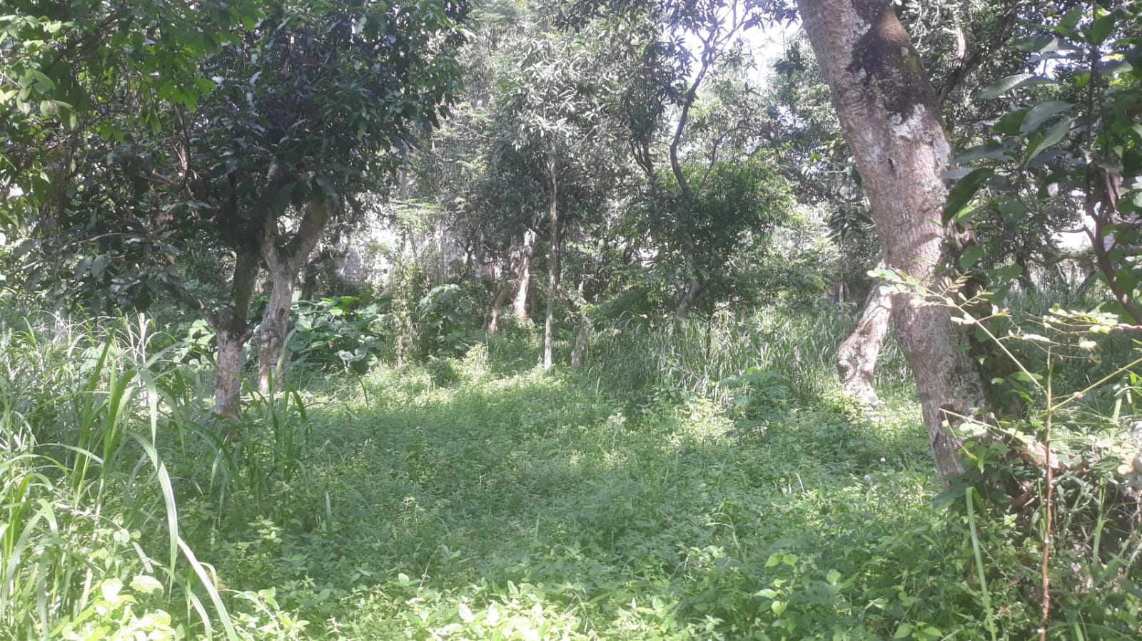 DIJUAL TANAH MURAH DAYU, GUNTING PASURUAN - Image 1