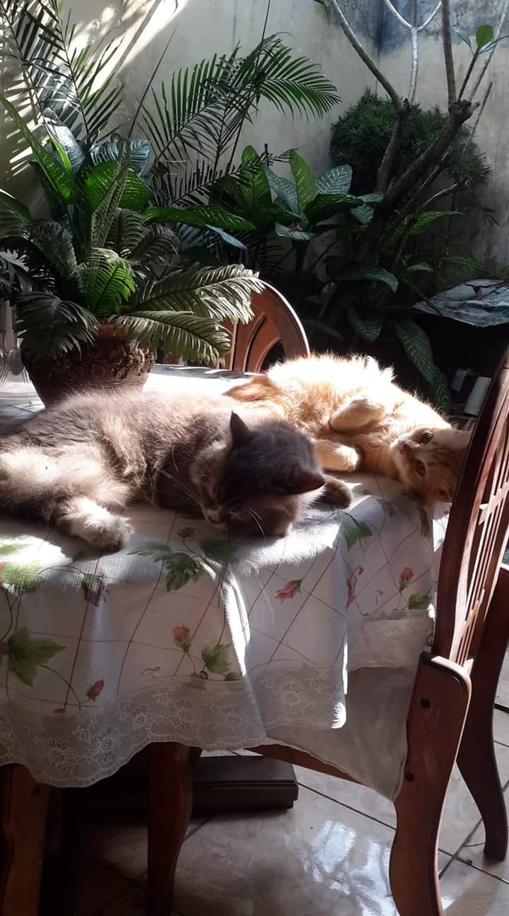 Dijual Rumah Murah di Perum Tidar View Malang - Thumbnail 3