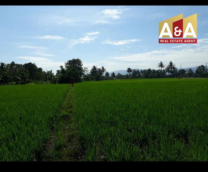 Dijual Tanah LKR Selatan Sukamanah Cianjur Jawa barat - Image 1