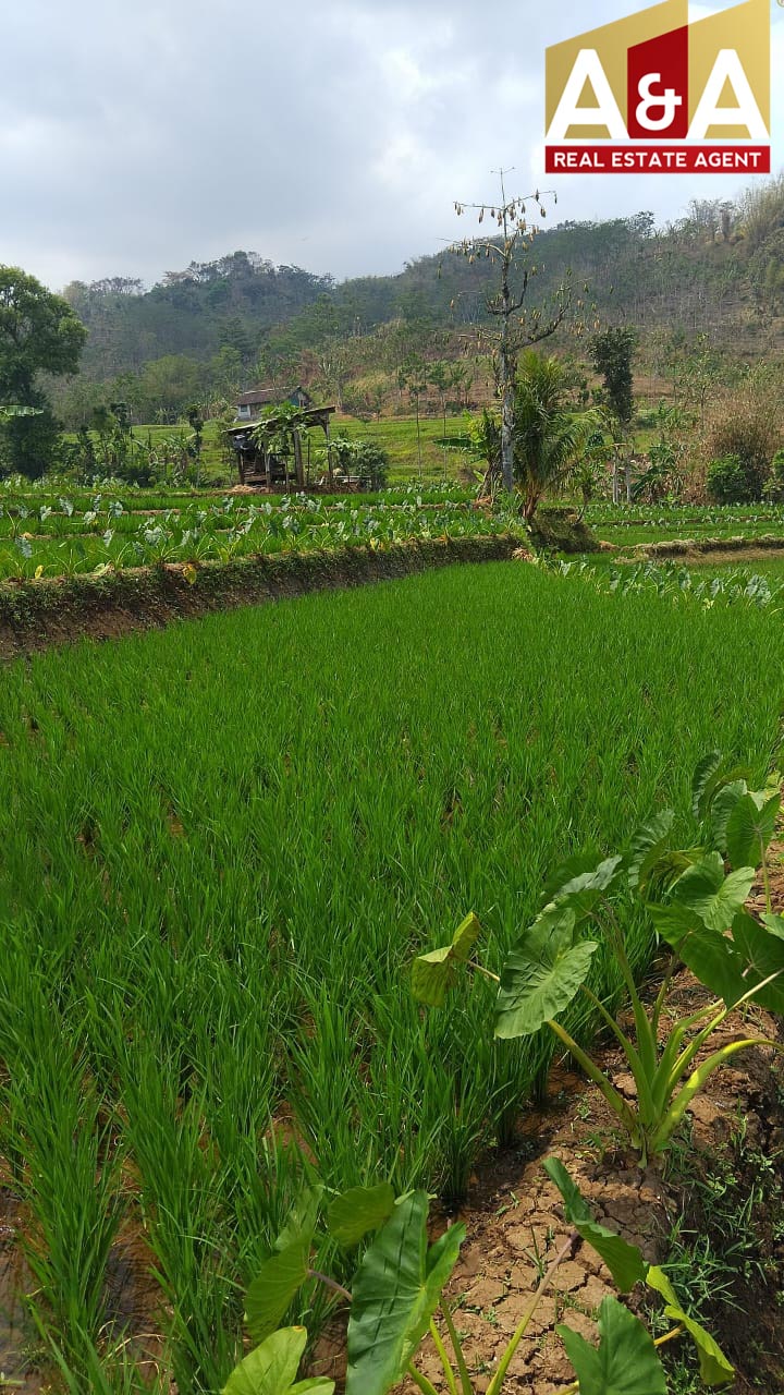 Dijual Tanah Sawah Krajan Malang - Image 1