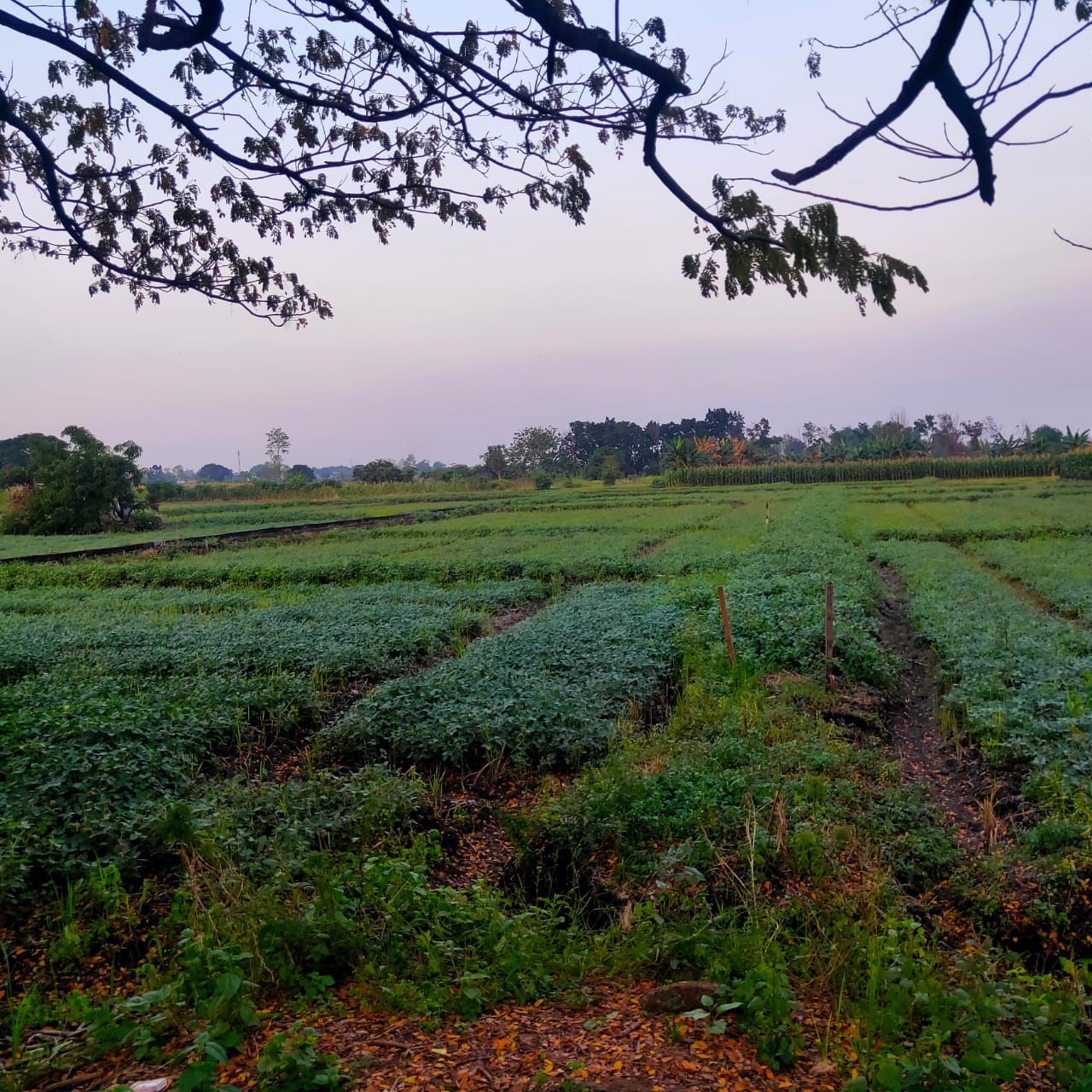 Dijual Tanah Industri Murah Raya Domas Menganti Gresik - Image 1