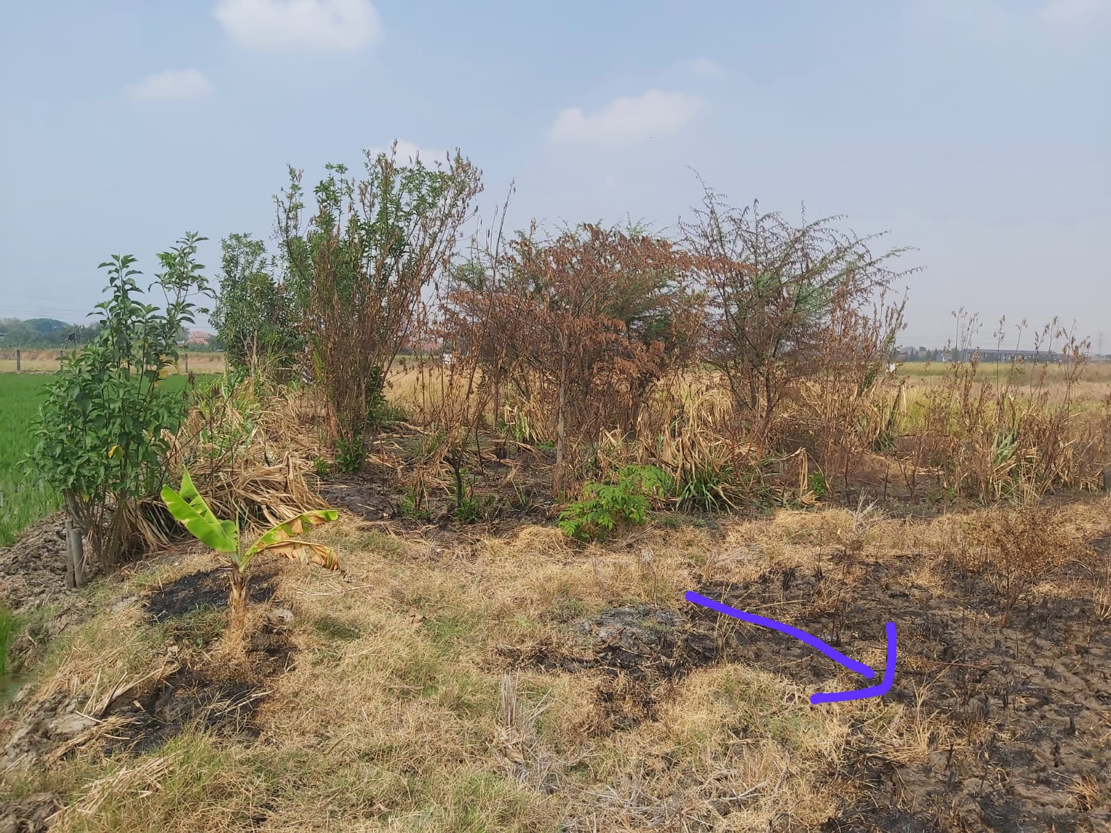 Dijual Tanah Murah Taman Dayu Pasuruan - Image 1