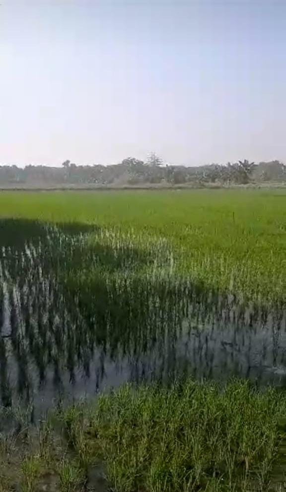 Dijual Tanah Murah Perumahan Gebang Sidoarjo - Image 1