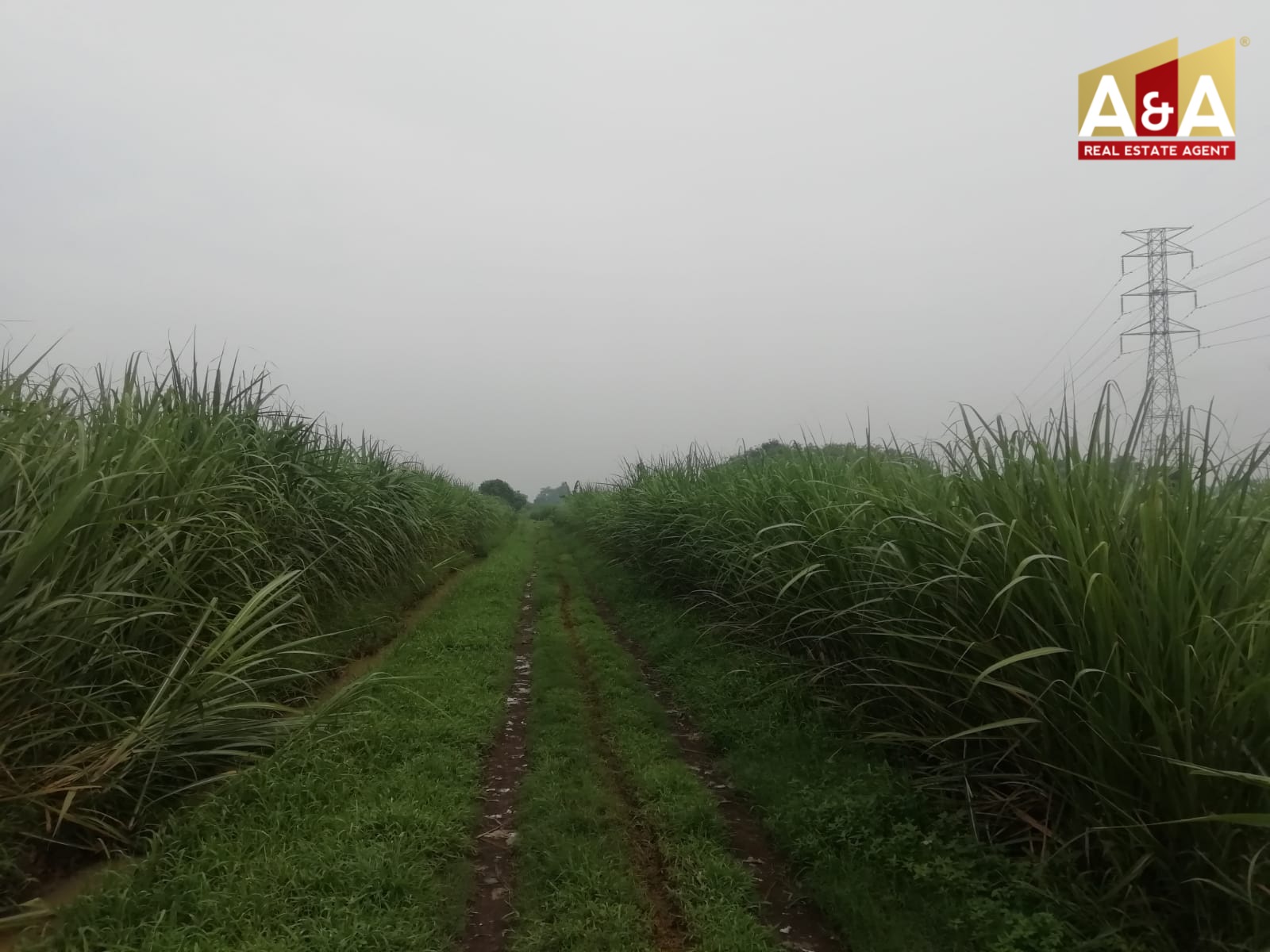 Dijual Cepat Tanah Lahan Pertanian Area Mojowarno Jombang - Image 1