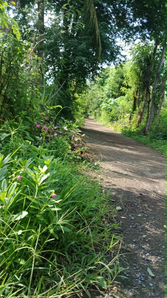 Dijual Tanah Ideal Sumberkima Bali - Thumbnail 2