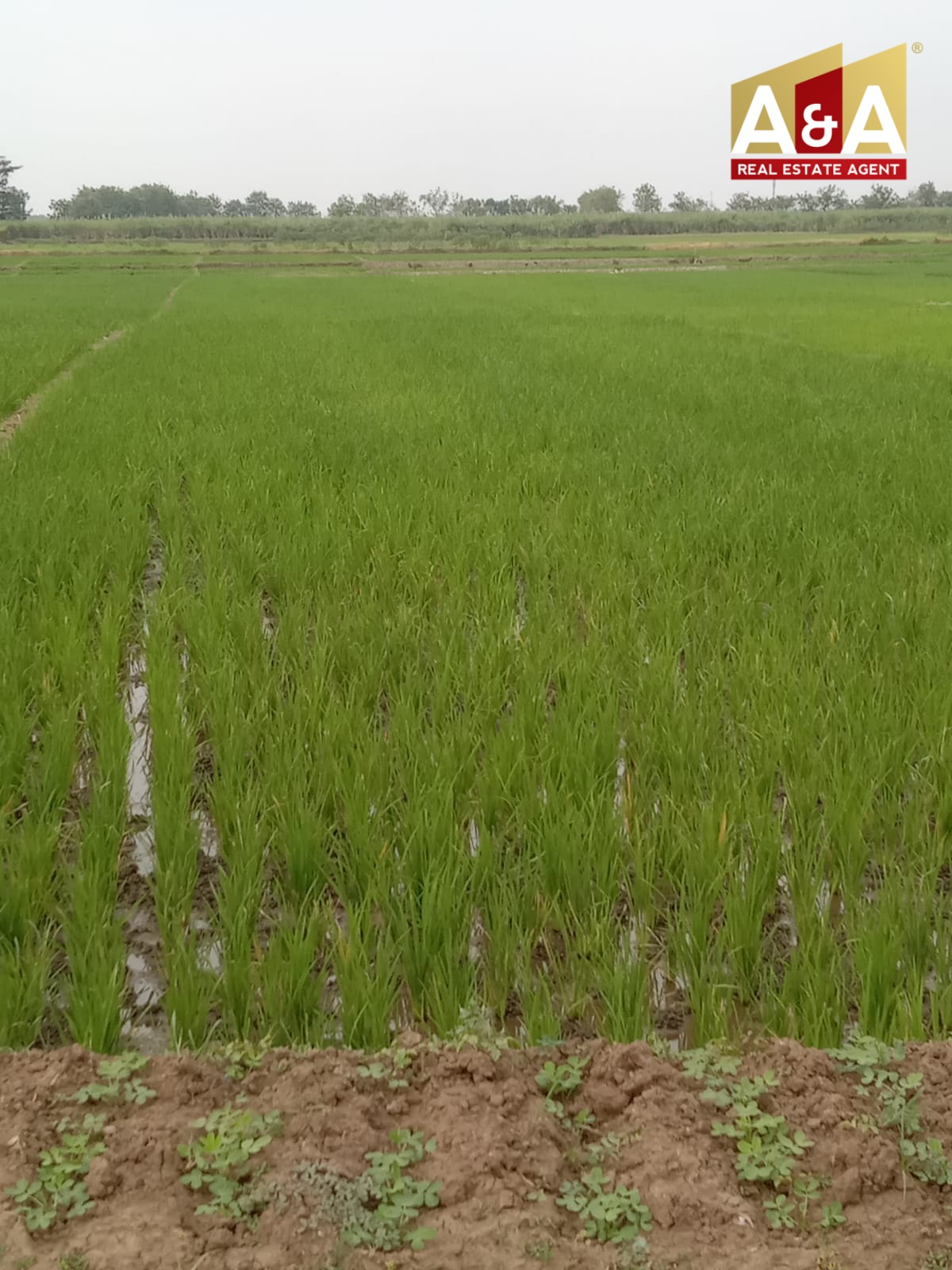 Dijual Cepat Tanah Strategis Prambon Sidoarjo - Image 1