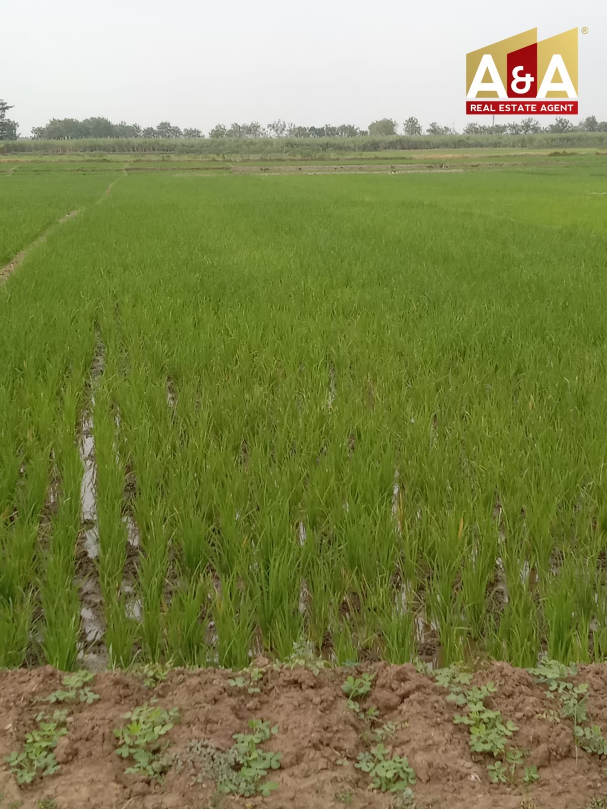 Dijual Cepat Tanah Strategis Prambon Sidoarjo - Image 1