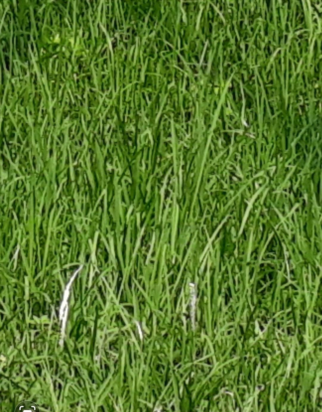 JUAL MURAH KAVLING SAN DIEGO PAKUWON CITY SURABAYA - Image 1