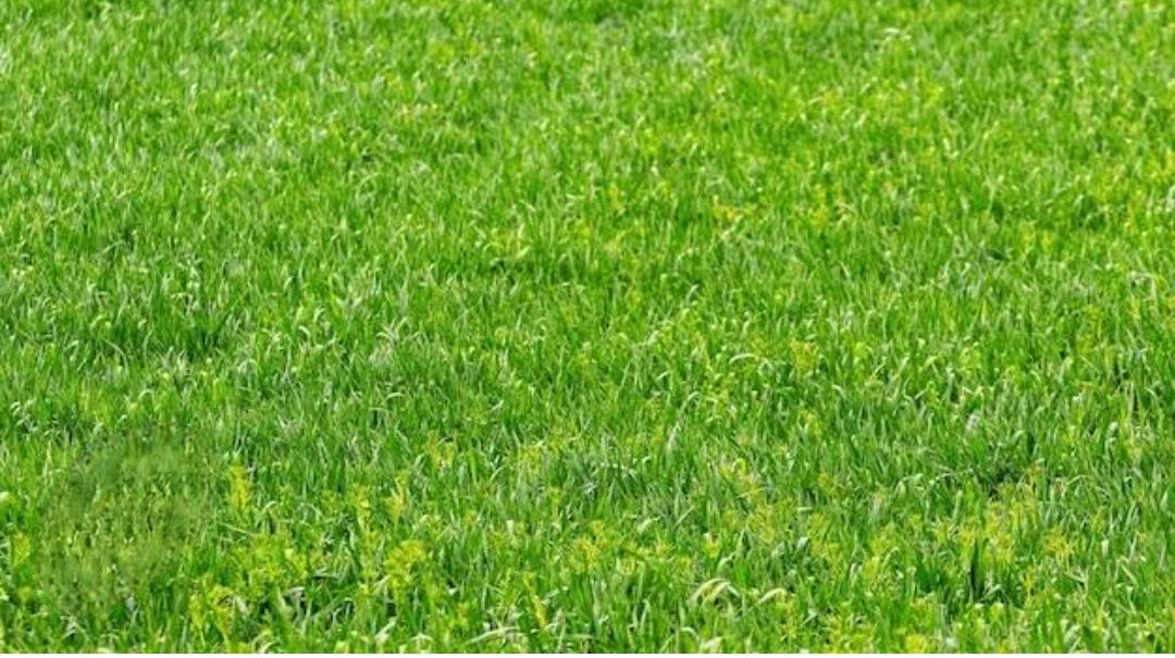 Dijual kavling di darmo hill surabaya barat - Image 1