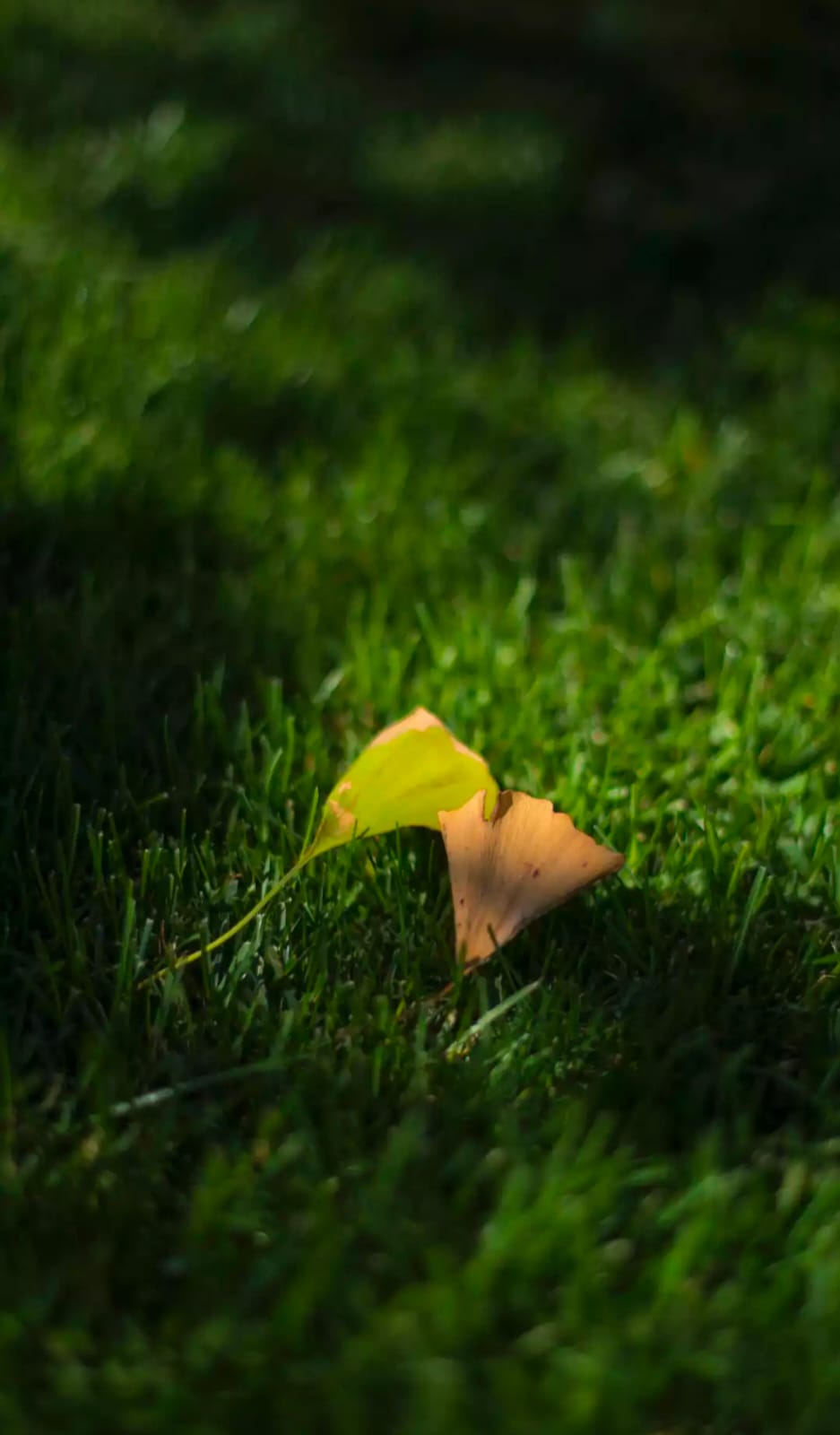 JUAL MURAH KAVLING CITRALAND - Image 1