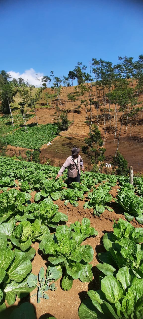 Dijual Tanah Lokasi Strategis di Wilayah Desa Sedaeng Kecamatan Tosari Pasuruan - Image 1