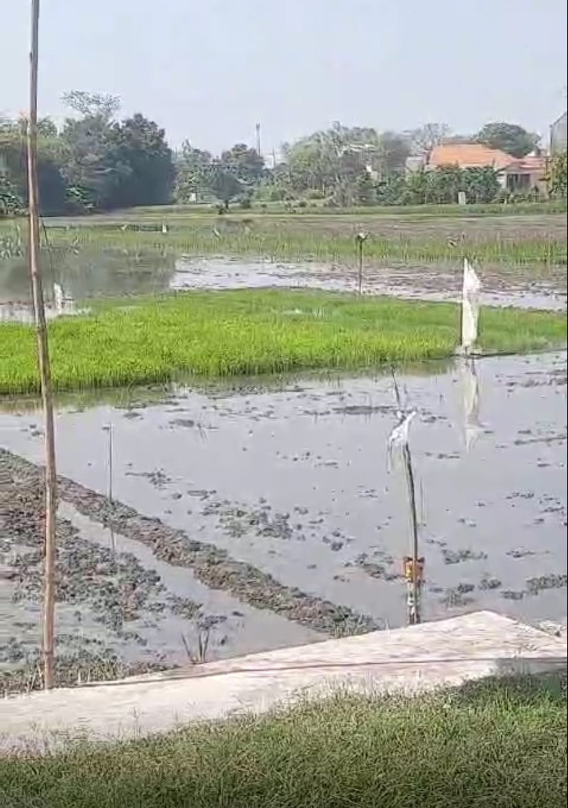 Dijual Tanah/Sawah Strategis di Wilayah Sidoarjo - Thumbnail 2