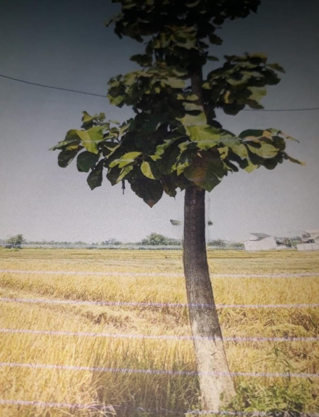 Dijual Sawah/Tanah Strategis di Wilayah Sidoarjo - Image 1