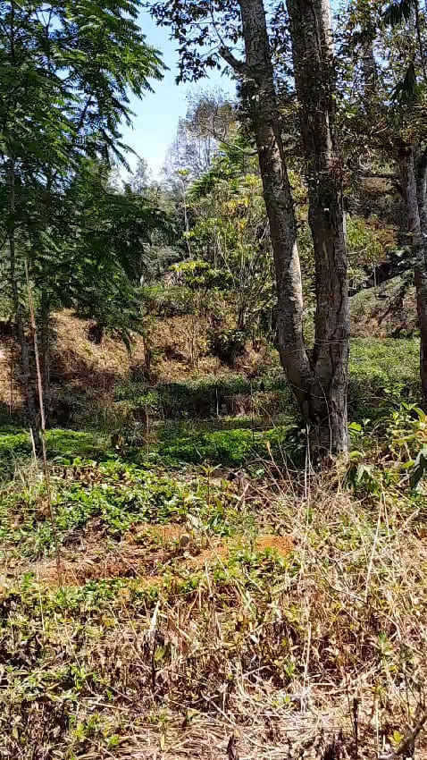 Dijual Kebun Luas Strategis di Wilayah Sukanegara Cianjur - Thumbnail 2