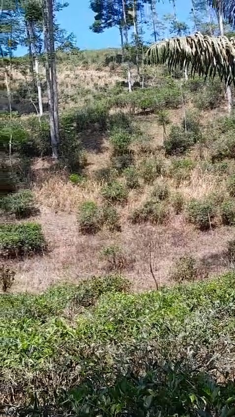 Dijual Kebun Luas Strategis di Wilayah Sukanegara Cianjur - Image 1