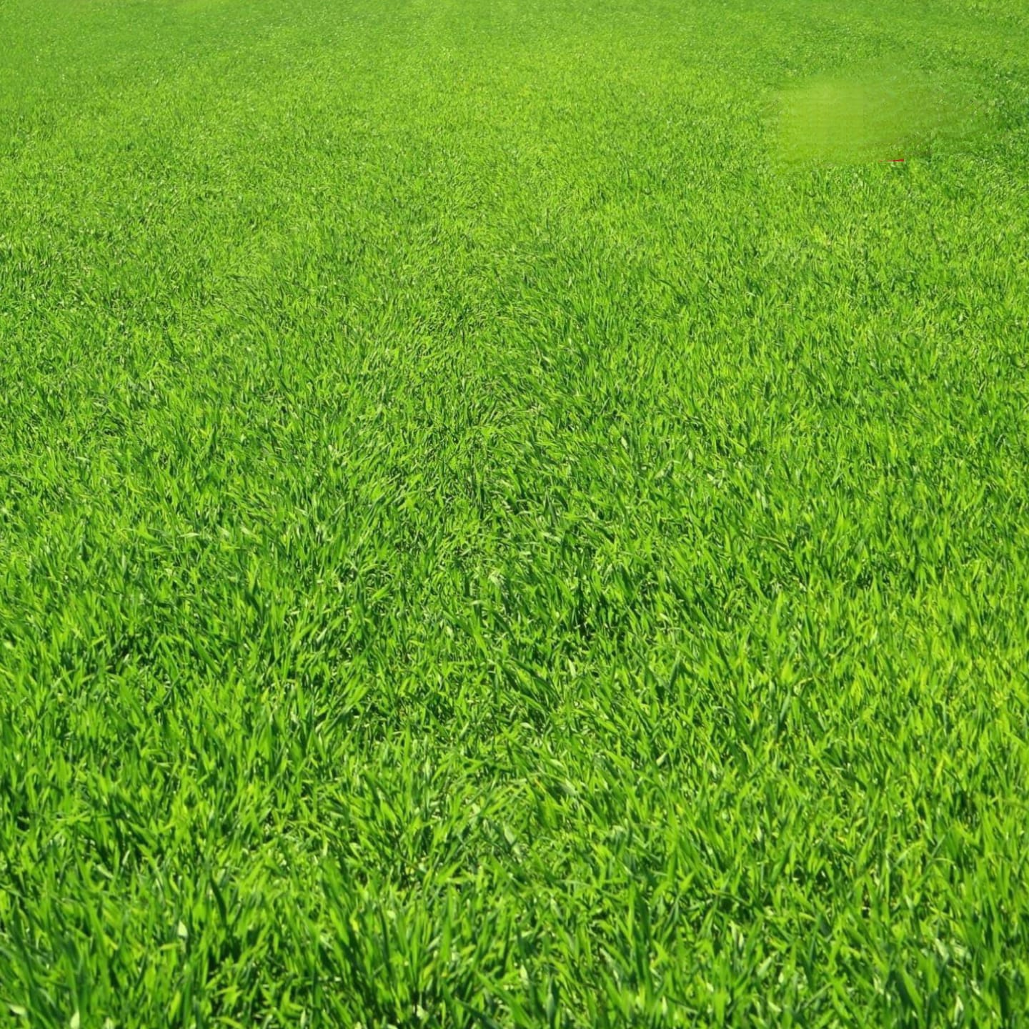 Disewakan Tanah Raya Bukit Telaga Golf Citraland, Surabaya Barat - Image 1