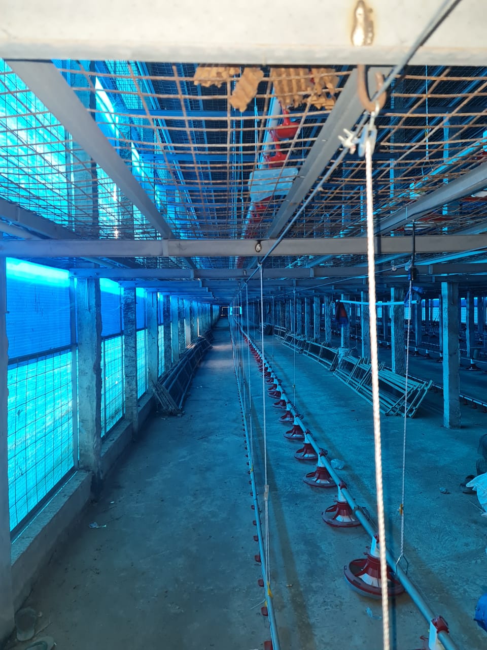 DI JUAL LAHAN PETERNAKAN AYAM ( KANDANG AYAM ) - Thumbnail 3