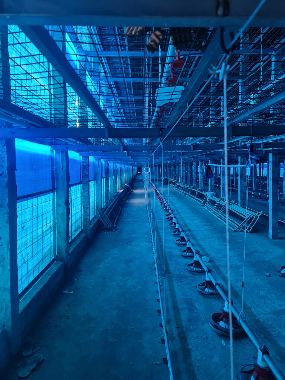 DI JUAL LAHAN PETERNAKAN AYAM ( KANDANG AYAM ) - Thumbnail 2