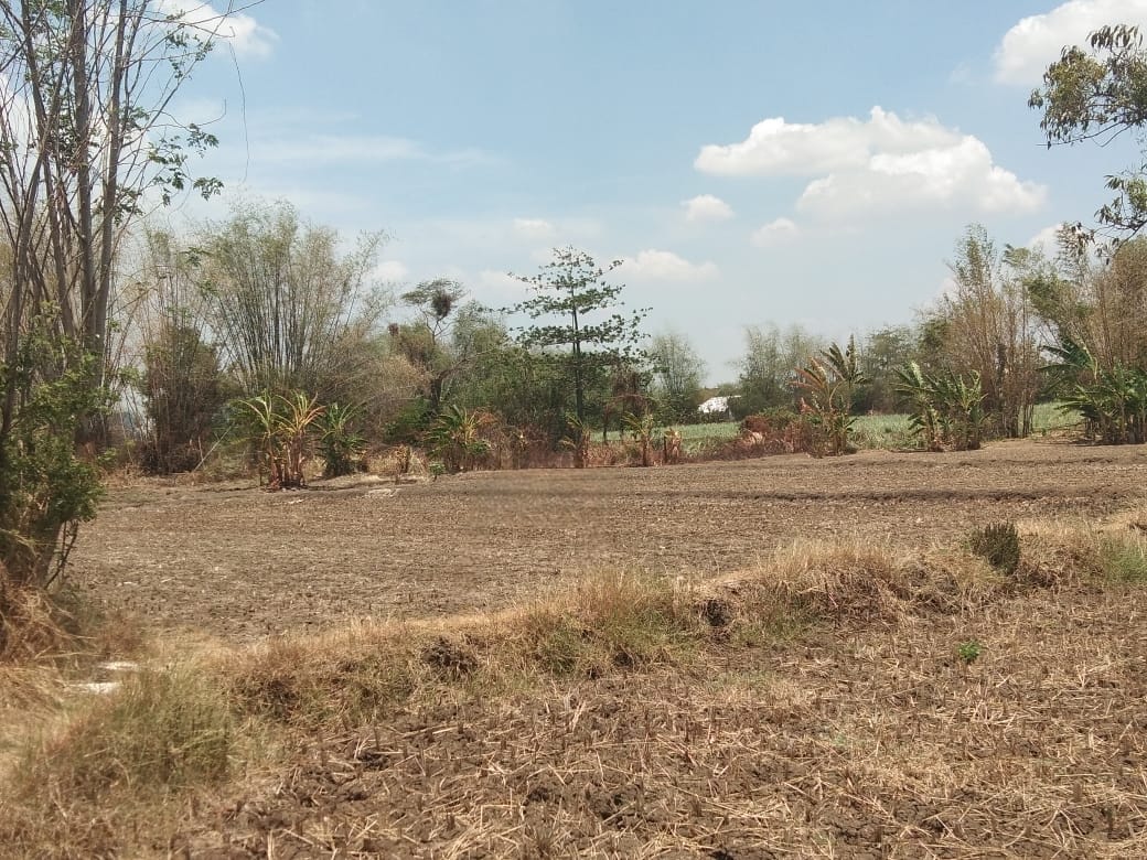 Dijual Tanah Luas Strategis di Raya Pilangrejo Balongpanggang Gresik - Image 1