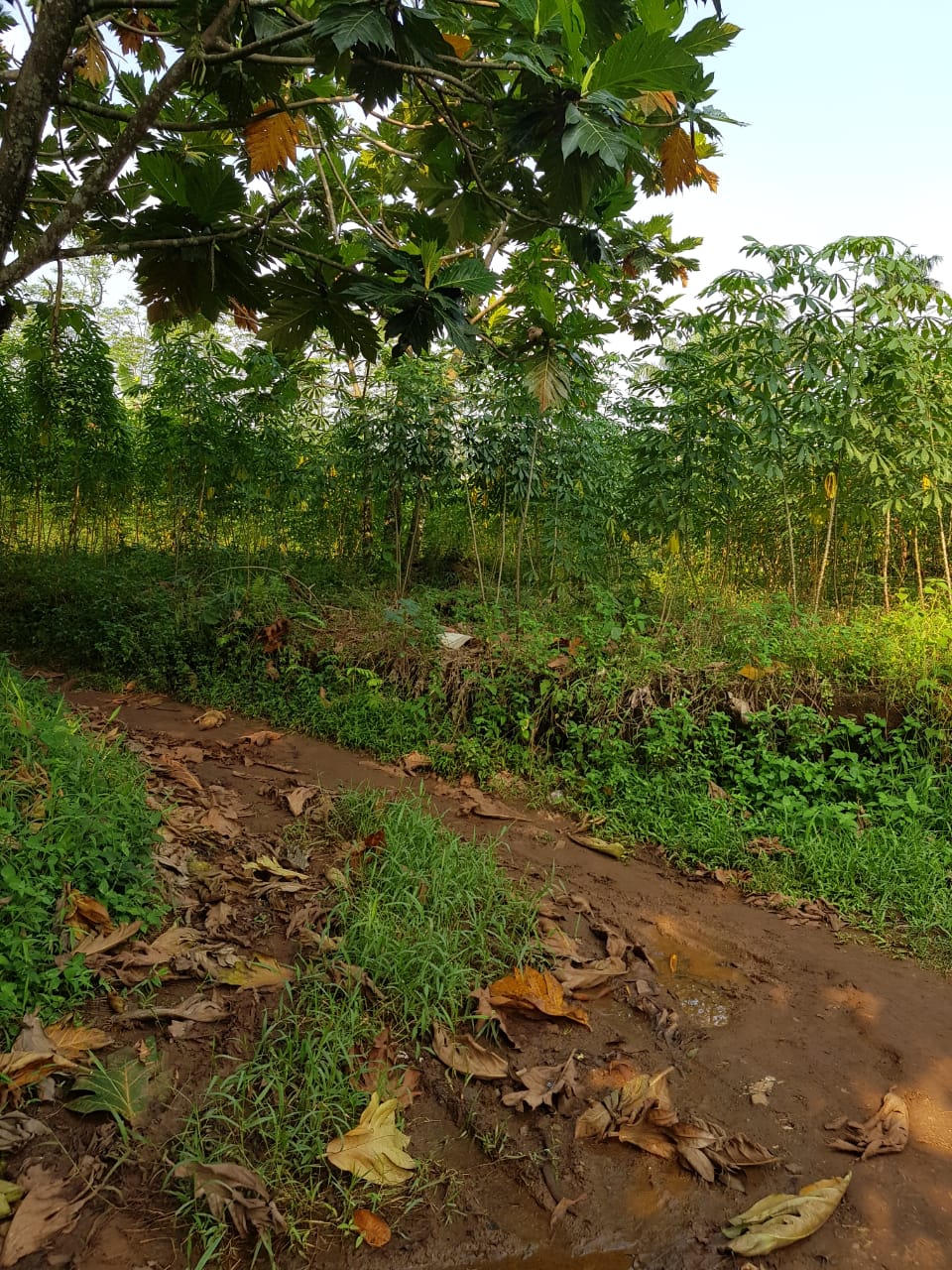 Dijual Tanah Strategis Wilayah Jawa Barat - Thumbnail 2