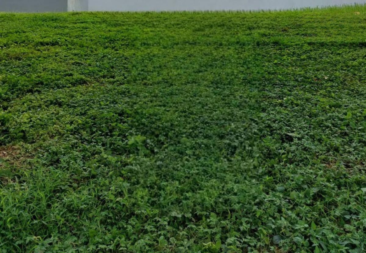 Dijual Tanah Strategis 5.877 m² Dekat UIN 3 di Precet Dau Malang - Image 1