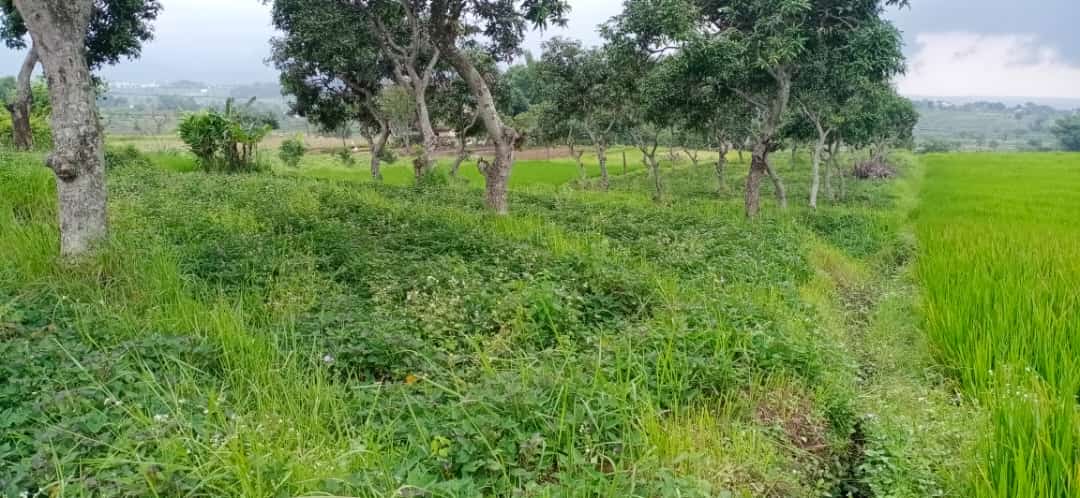 Dijual Lahan Luas Komersil di Tirtowening, Bendungjati, Pacet - Mojokerto - Thumbnail 2