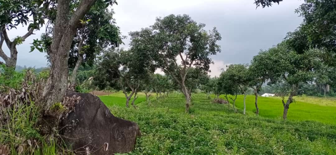 Dijual Lahan Luas Komersil di Tirtowening, Bendungjati, Pacet - Mojokerto - Thumbnail 3