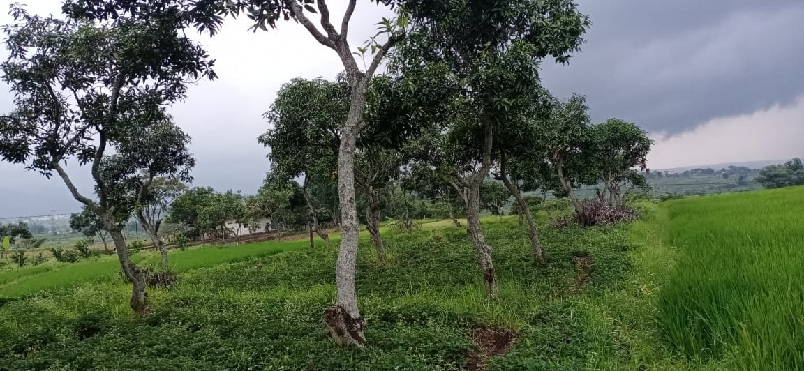 Dijual Lahan Luas Komersil di Tirtowening, Bendungjati, Pacet - Mojokerto - Thumbnail 4