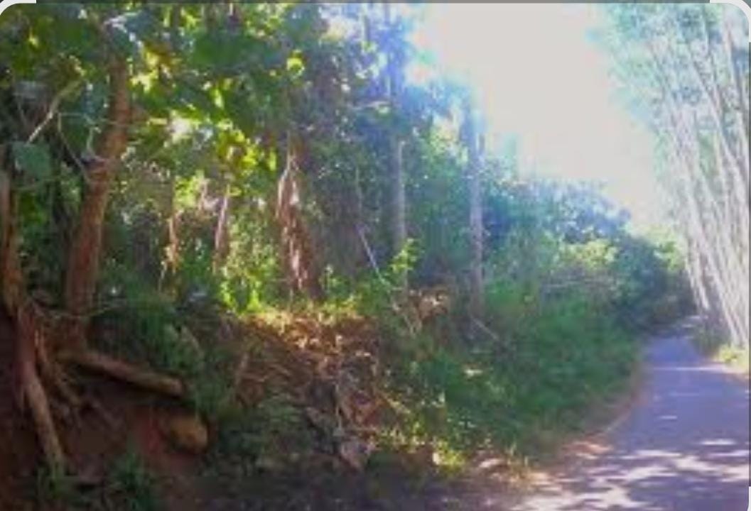 Jual Murah Kebun Pohon Jati 1 Hektar Curahdami Bondowoso - Thumbnail 2