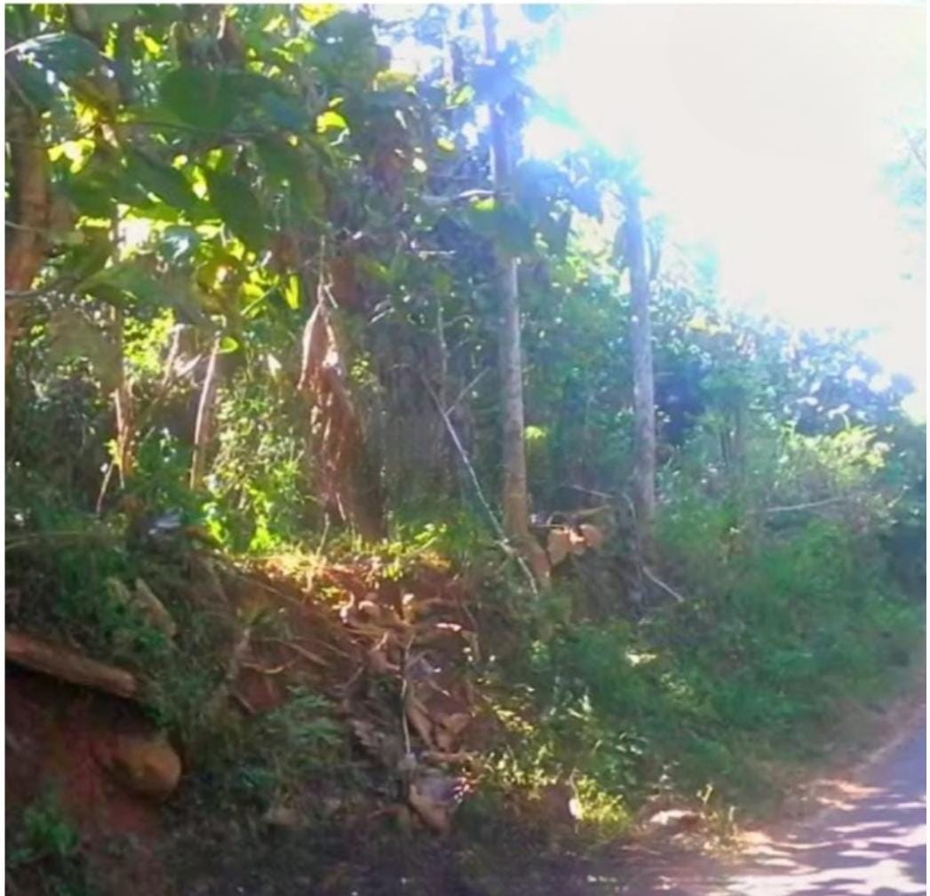 Jual Murah Kebun Pohon Jati 1 Hektar Curahdami Bondowoso - Image 1