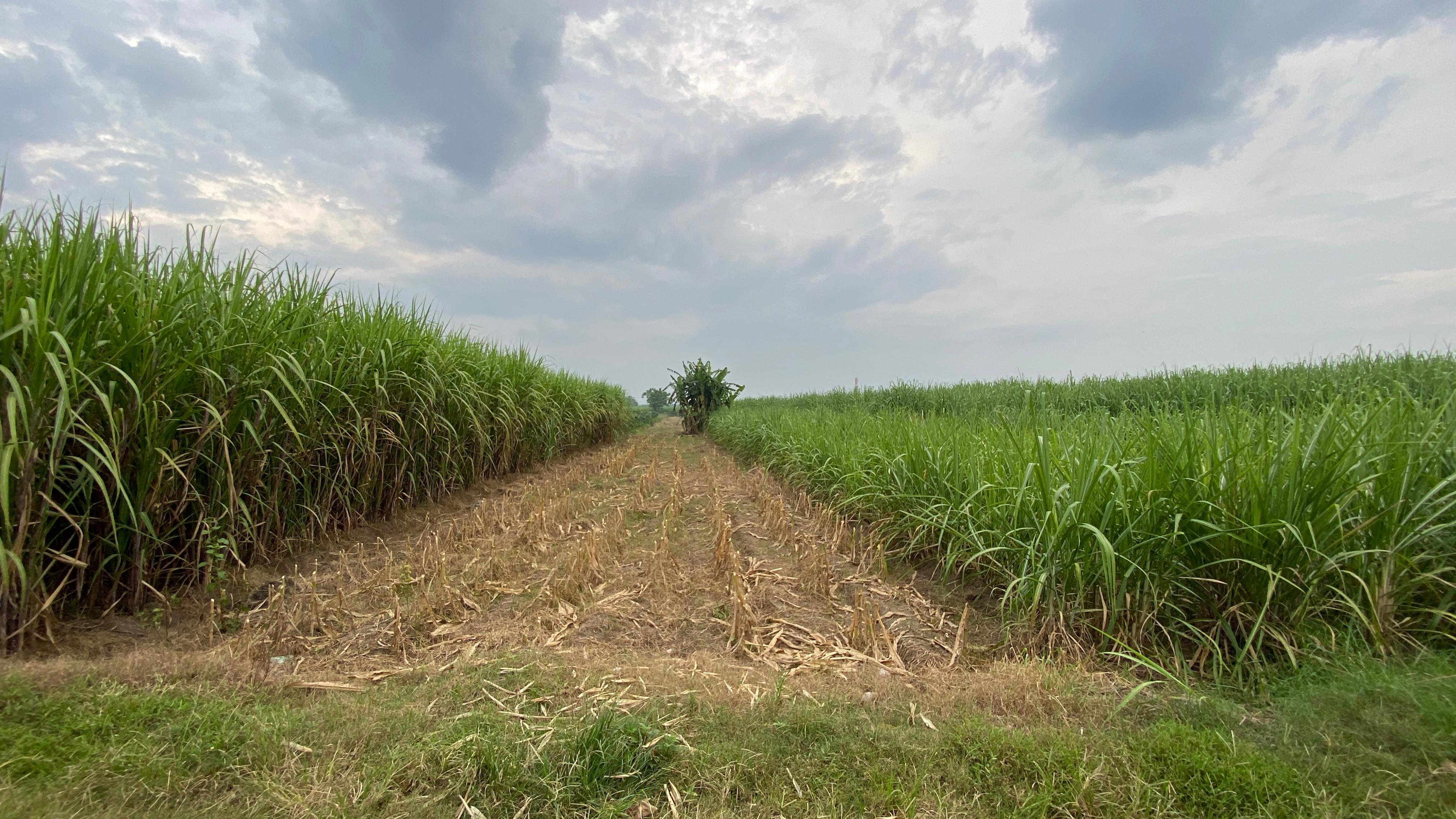 Dijual Tanah Cocok Untuk Perumahan di Ngoro Mojokerto - Image 1