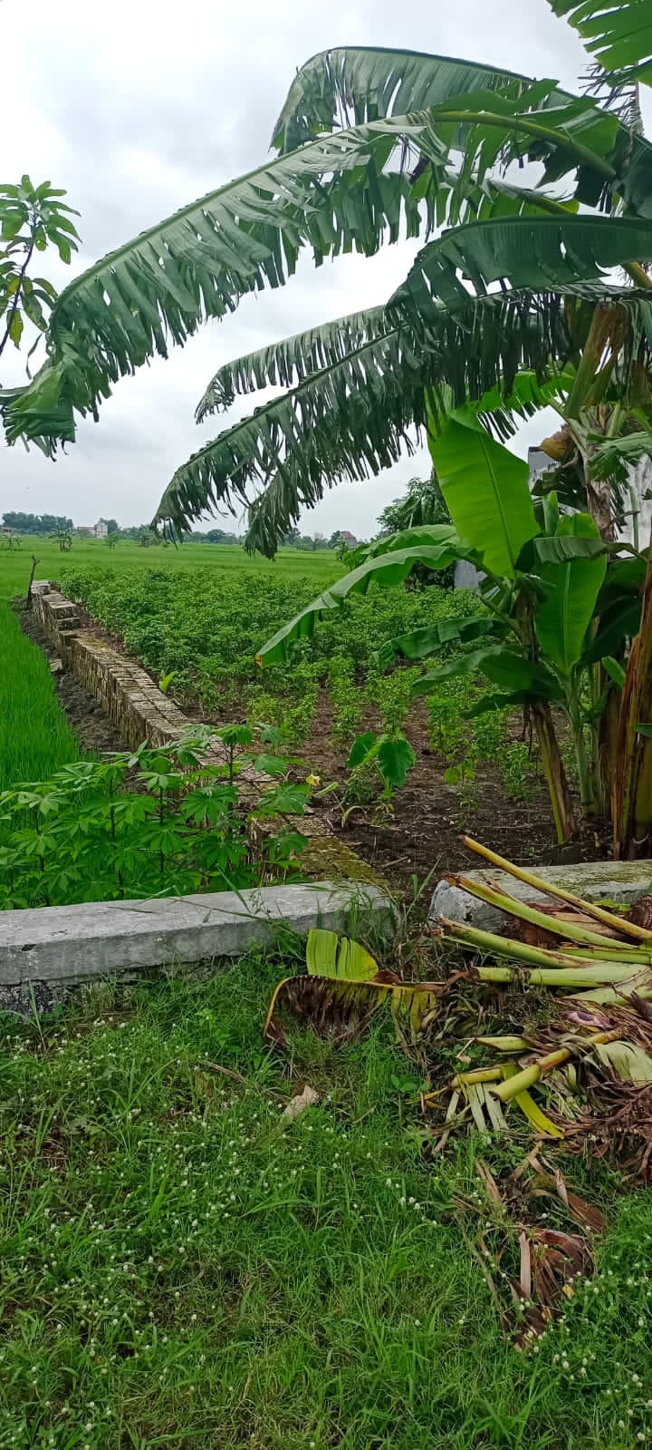 Dijual Tanah Komersial Pinggir Jalan Utama di Balongpanggang Gresik - Thumbnail 3