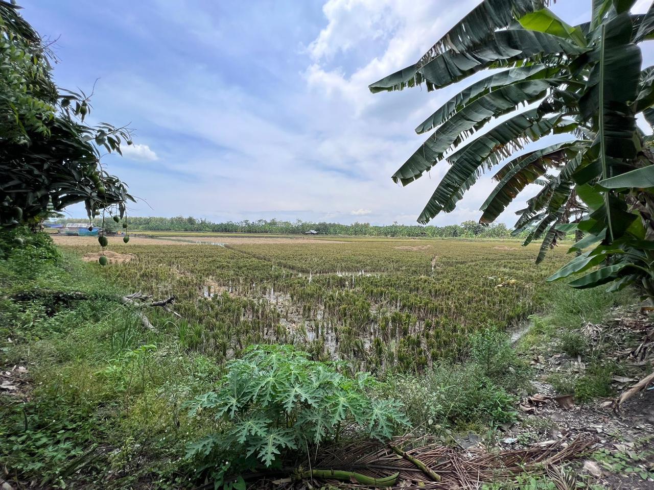 Dijual Tanah Strategis Cocok Untuk Investasi di Lingkar Timur Gebang Sidoarjo - Thumbnail 2