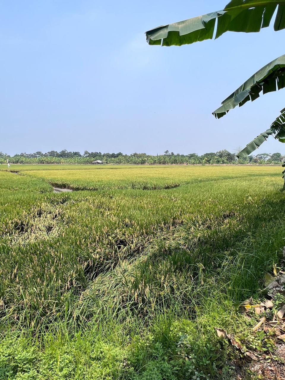 Dijual Tanah Strategis Cocok Untuk Investasi di Lingkar Timur Gebang Sidoarjo - Thumbnail 3