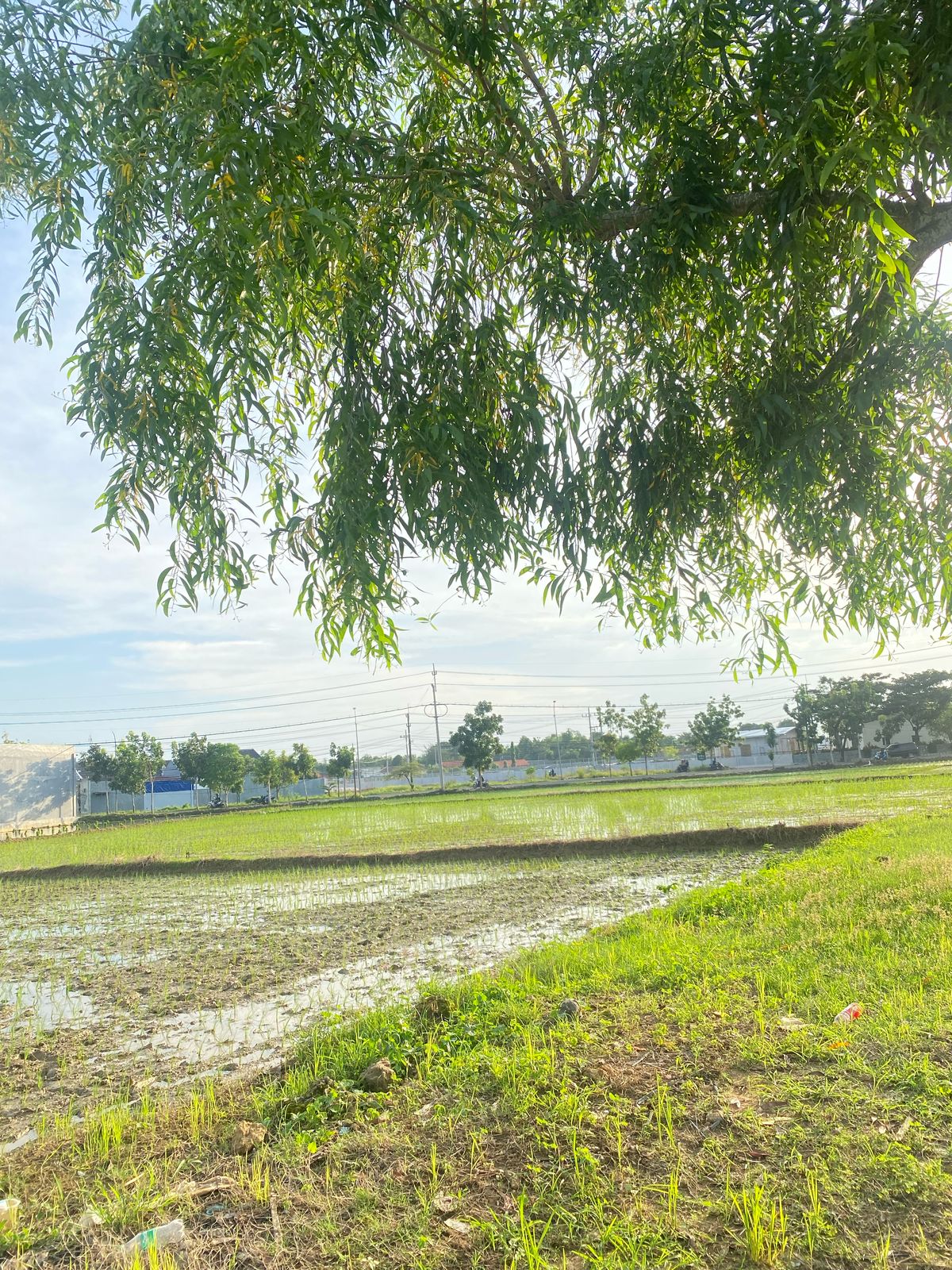 Jual Murah Tanah Lokasi Strategis di Babbalan Sumenep - Image 1