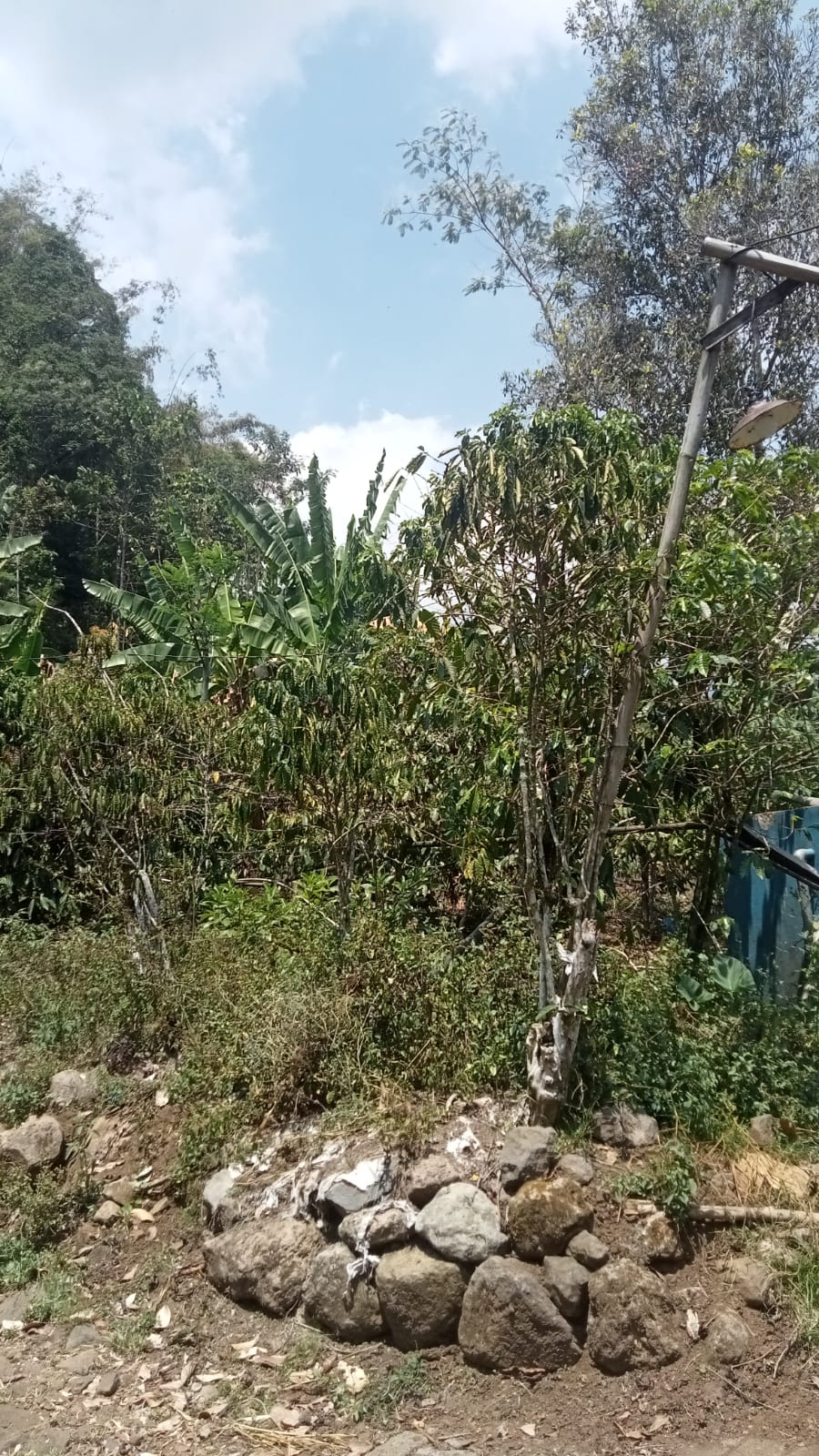 Dijual Lahan Perkebunan Kopi & Cengkeh Dekat Pos 1 Pendakian Gunung Arjuno Pasuruan - Thumbnail 2