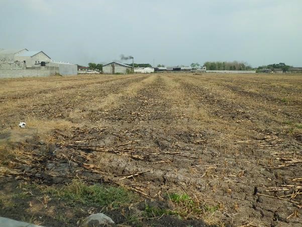 Dijual Lelang Tanah Sawah Luas Cocok Untuk Investasi di Jombang Lokasi Stategis - Image 1