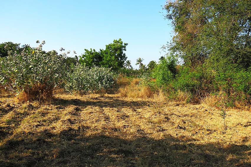 Ruko Dijual Lelang Lahan Luas Lokasi Dekat Ponpes di Situbondo - Thumbnail 4