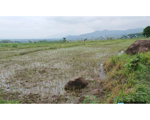 Dijual Lelang Tanah Sawah Murah Lokasi Strategis di Sumberanyar Situbondo - Image 1