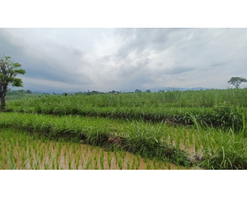 Dijual Lelang Sawah Murah Akses Mudah di Sumberanyar Situbondo - Image 1