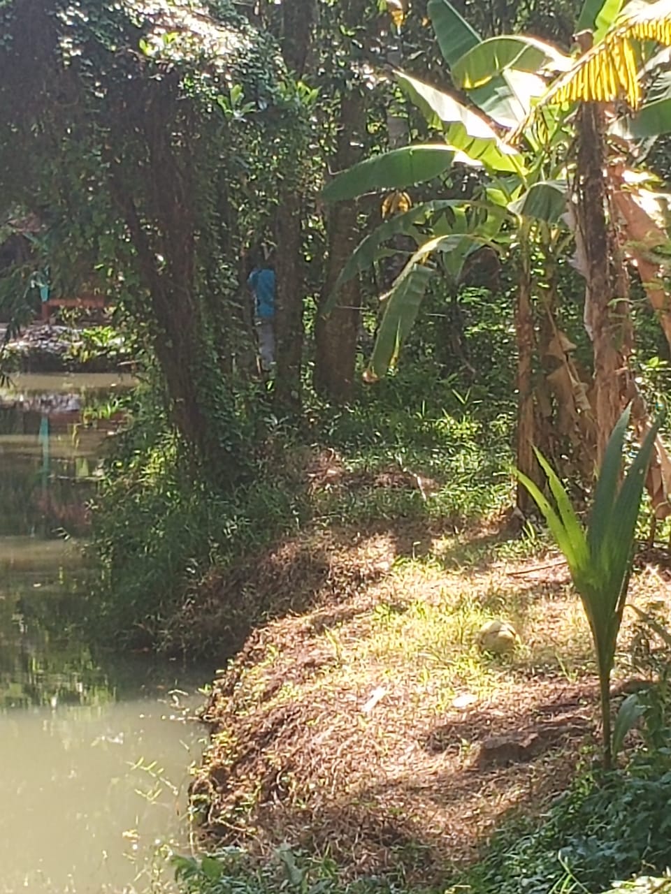 Dijual Tanah Strategis Dekat Bandara Internasional Yogyakarta di Kulon Progo Yogyakarta - Image 1