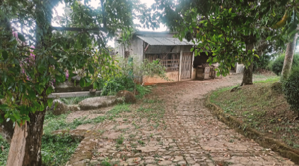 Dijual Tanah Perkebunan Produktif di Sambirejo Wonosalam Jombang - Thumbnail 4