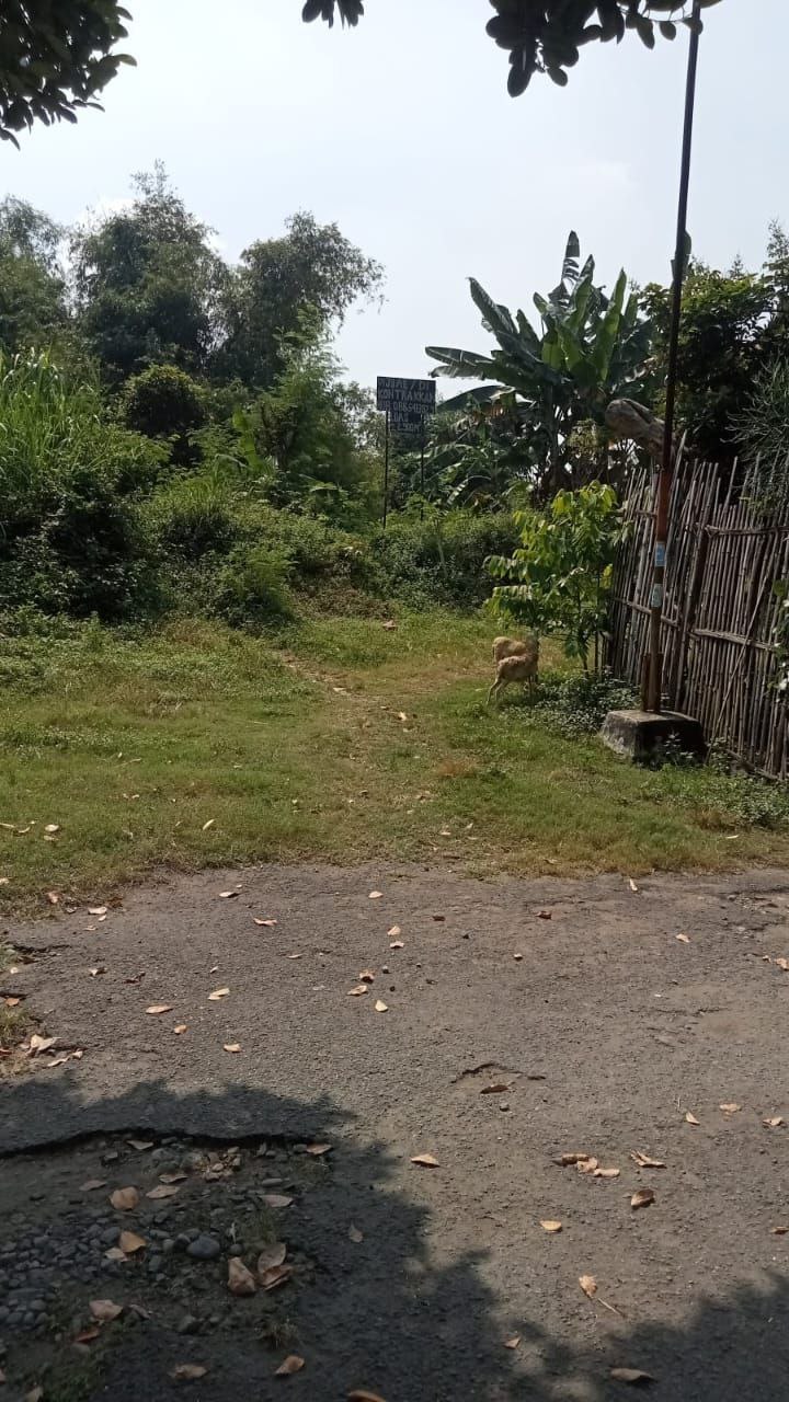 Dijual/Disewakan Tanah Strategis di Kawasan Kedungmungal Pungging Mojosari Mojokerto - Thumbnail 2