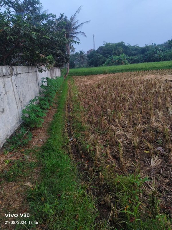 Dijual Tanah Sawah Luas di Kampung Koper Kecamatan Kresek Tangerang - Thumbnail 4