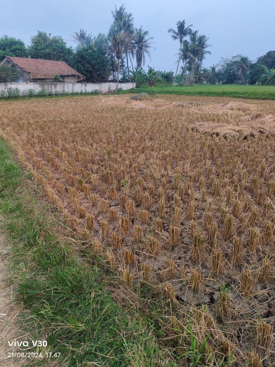 Dijual Tanah Sawah Luas di Kampung Koper Kecamatan Kresek Tangerang - Image 1