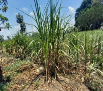 Dijual Lelang Tanah Sawah Cocok Untuk Investasi di Plosoklaten Kediri - Image 1