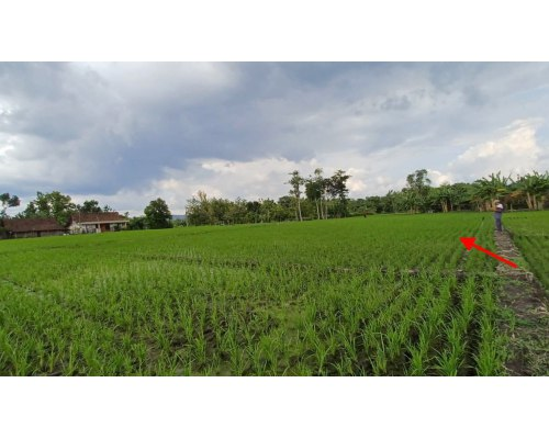 Dijual Lelang Tanah Sawah Luas Lokasi Strategis di Rejomulyo Ngawi - Image 1