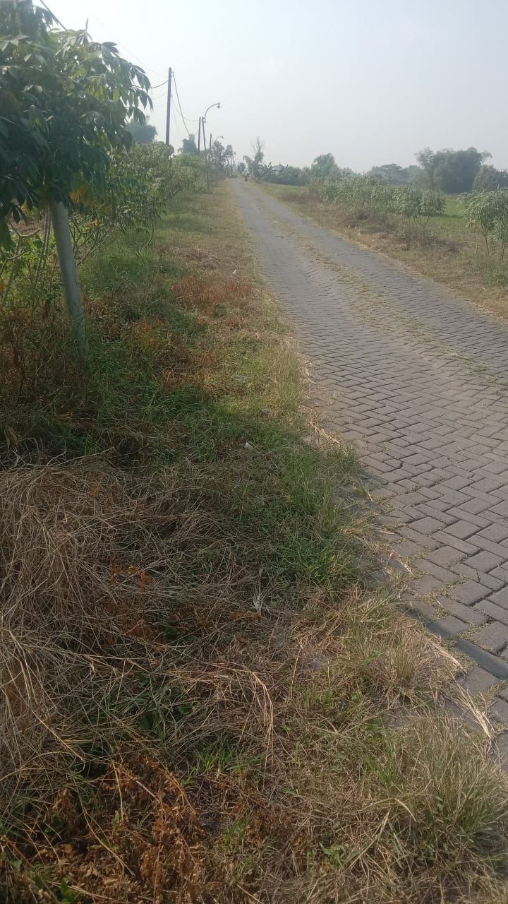 Dijual Cepat Tanah Komersial Lokasi Strategis di Kalanganyar Benjeng Gresik - Thumbnail 4